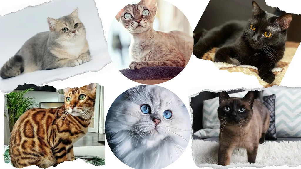 Top Cat Breeds In Pakistan 2024