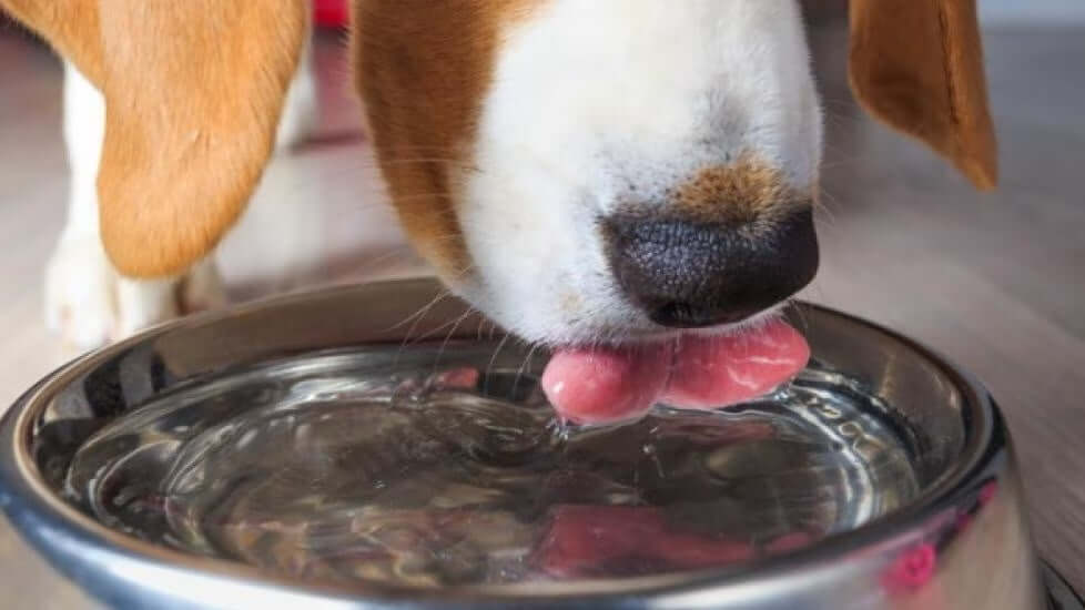 How Much Water Should a Dog Drink?