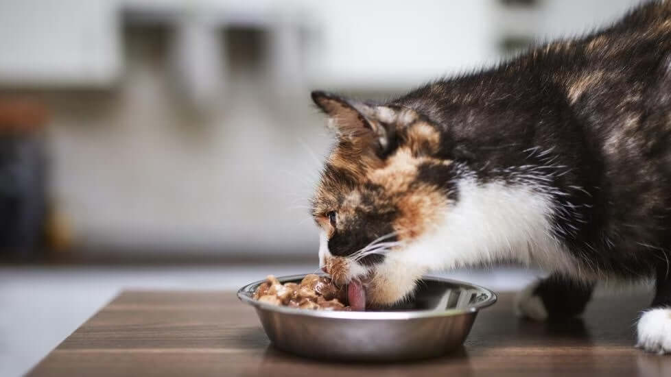 Why Are Cats Such Picky Eaters?