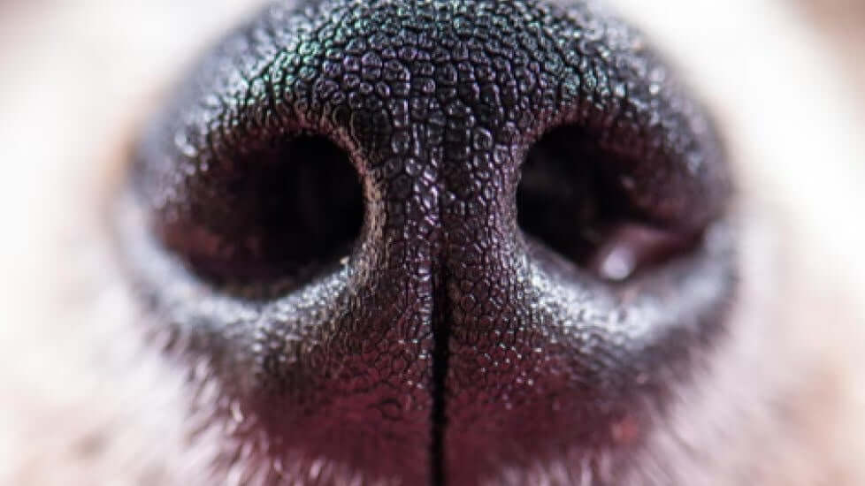 WHY ARE DOG NOSES WET?