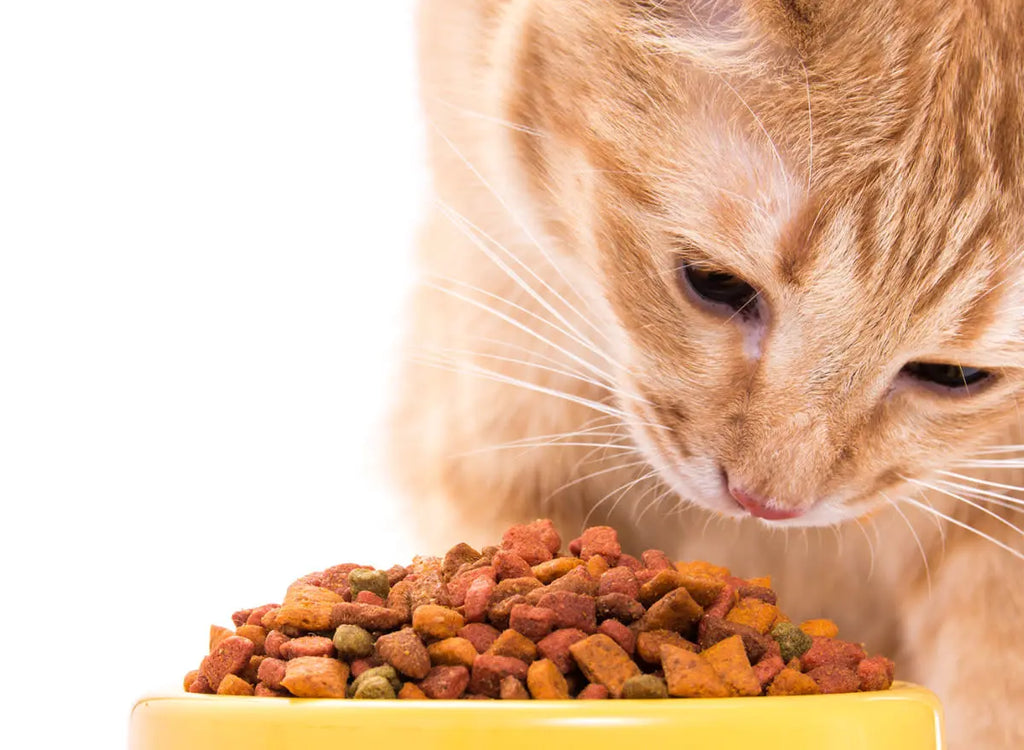 Things You Should Know Before Choosing A Cat Food