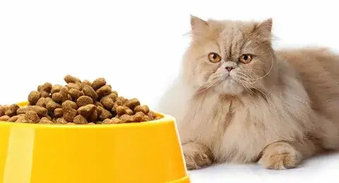 Persian Cat Food—Here’s What You Should Know!