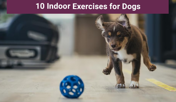 8 Indoor Exercises for Dogs to Try This Winter