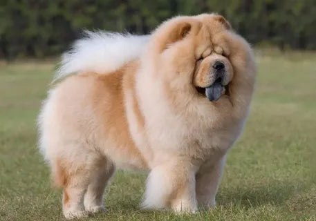 How Much Does It Cost to Own a Chow Chow in 2024?