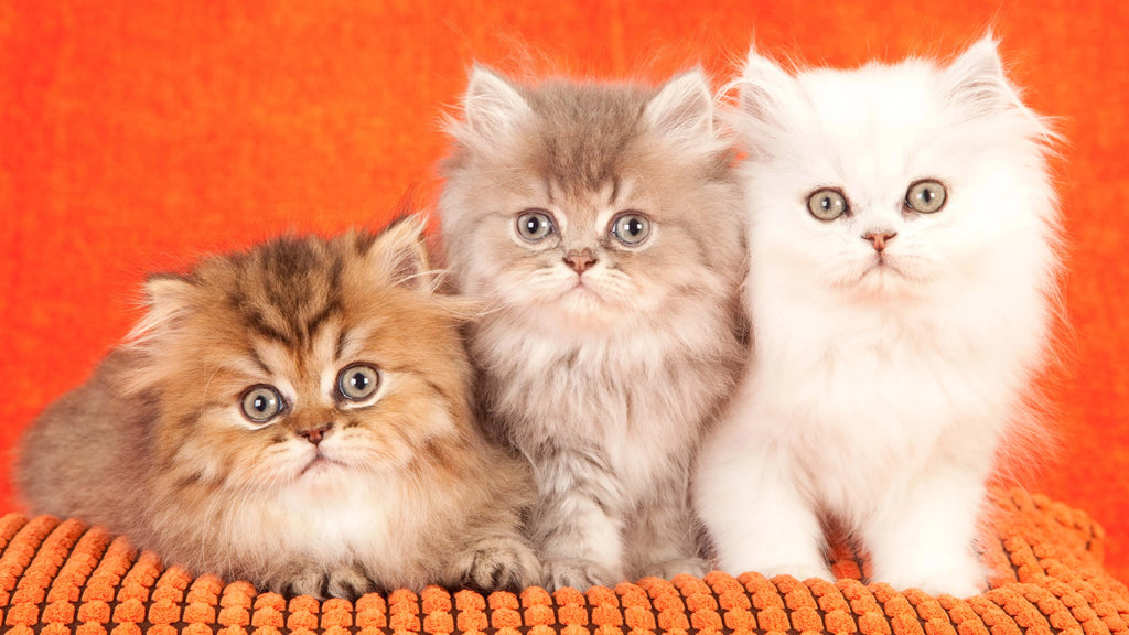 What Are the Cutest Cat Breeds You Should Know About?