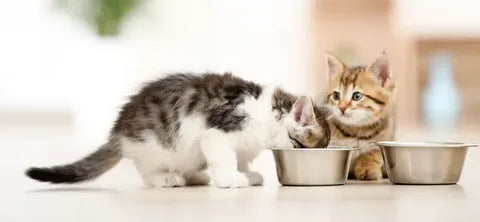 Why Should You Choose Reflex Kitten Food for Your Furry Friend?