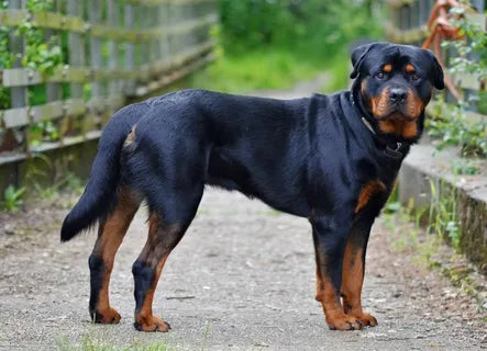 How Much Does a Rottweiler Cost in 2024?