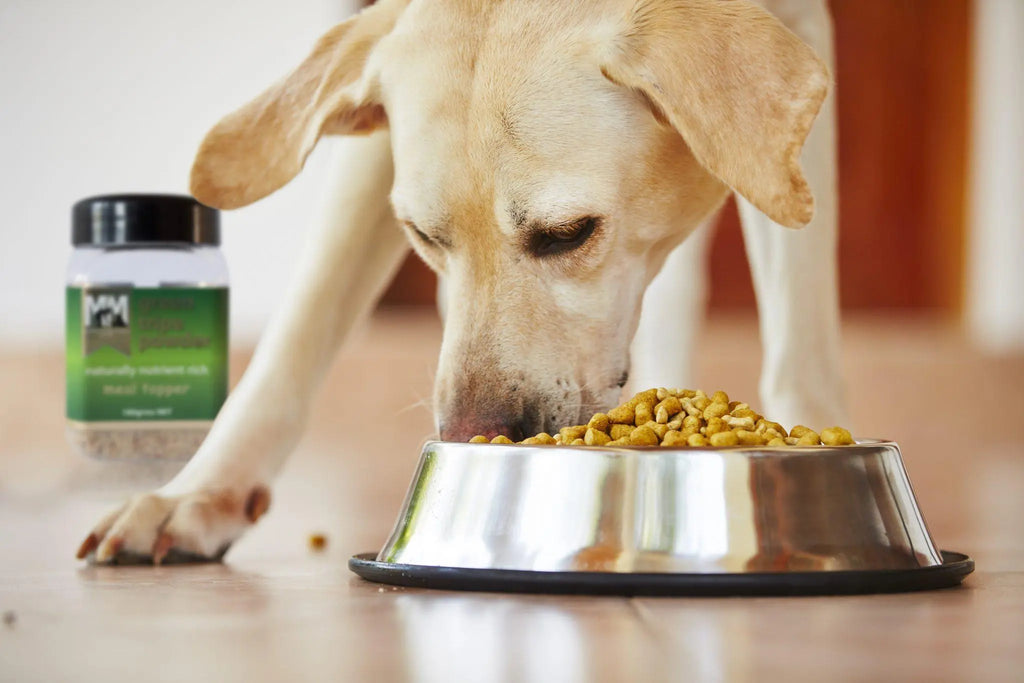 4 Reasons You Should Switch Your Senior Dog to Senior Dog Food