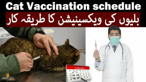 Vaccination Schedule for Kittens and Adult Cats