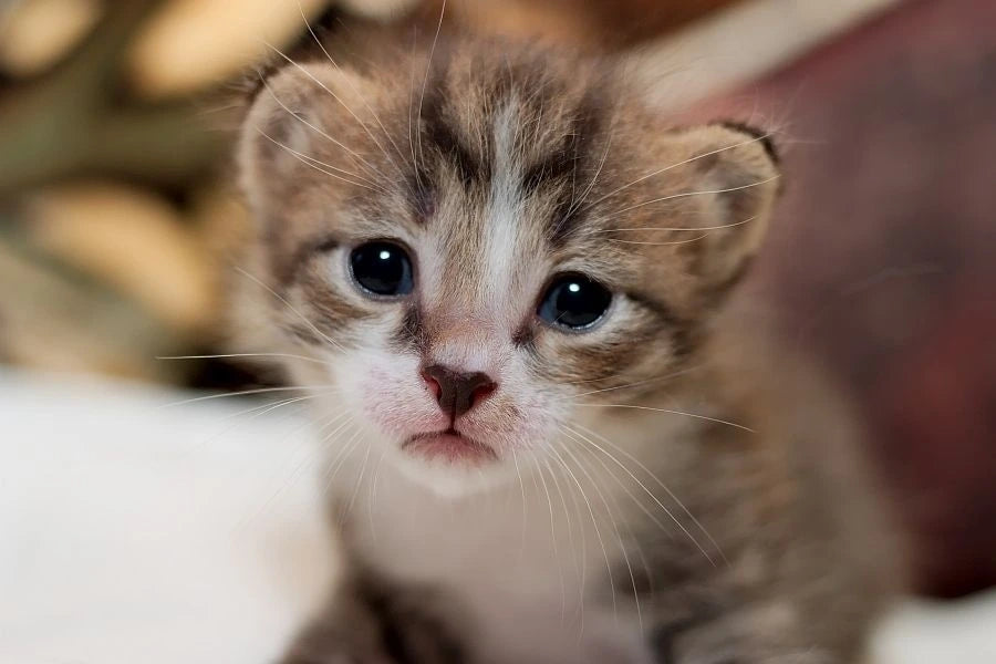 Why are cute kittens so adorable?