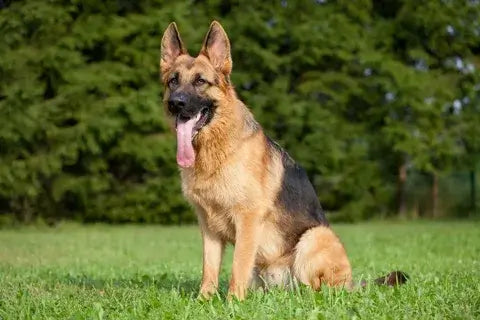 50 Good Dog Names for German Shepherds Unveiled