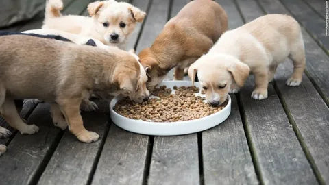 What Is the Best Food for Small Pets and Puppies?