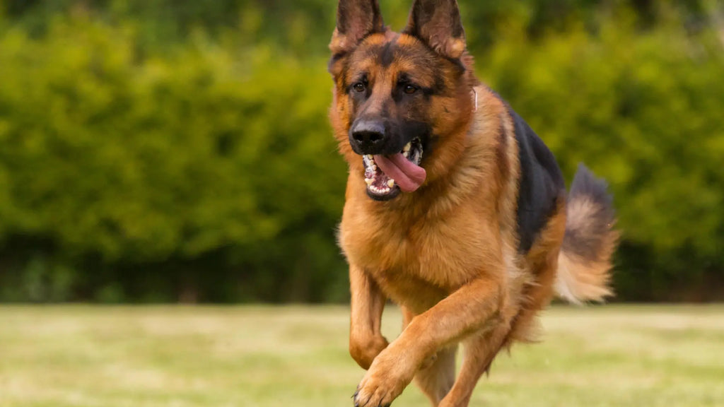 What is the German Shepherd Dog Price in Pakistan?