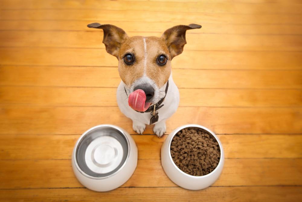 6 Essential nutrients dogs need to survive and thrive