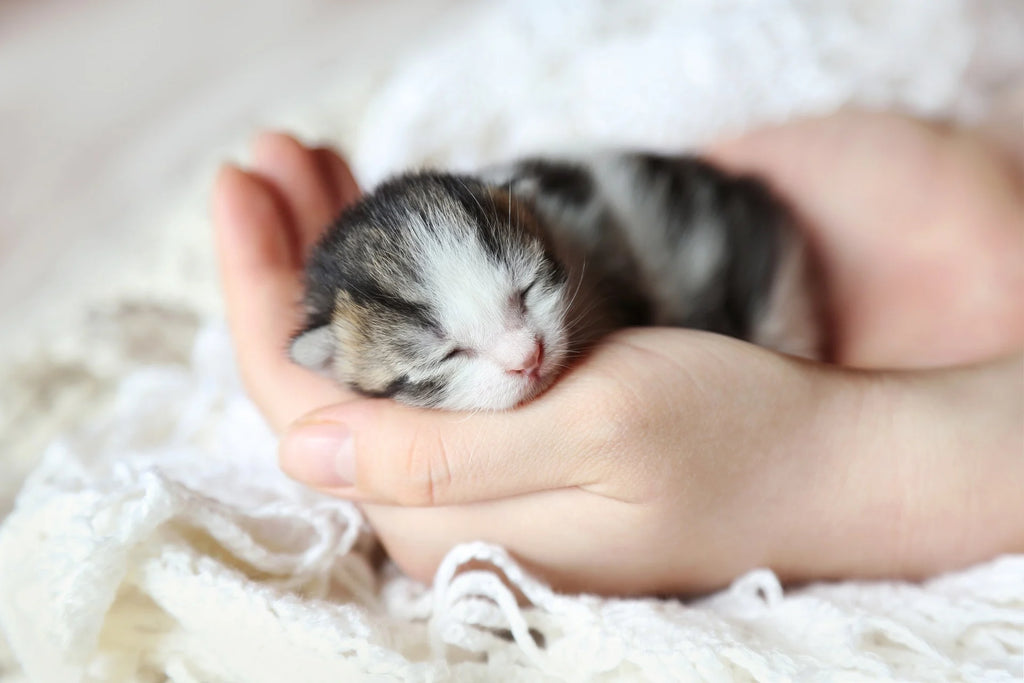 How to Care for a Newborn Kitten Without the Mother