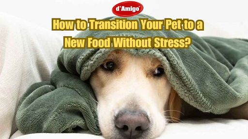 How to Transition Your Pet to a New Food Without Stress?