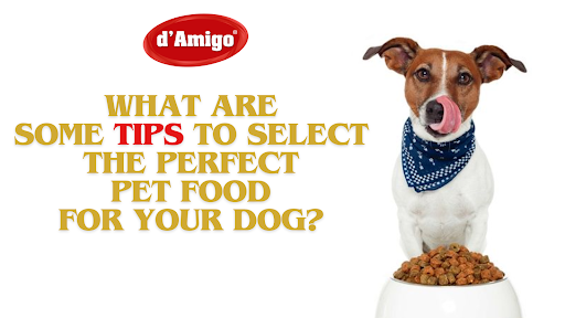 What are some tips to select the perfect pet food for your dog?