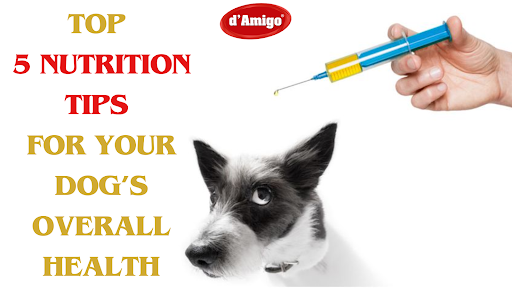 Top 5 Nutrition Tips for Your Dog’s Overall Health