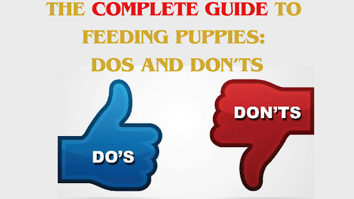 The Complete Guide to Feeding Puppies: Dos and Don’ts